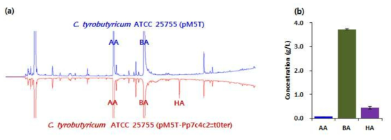 carboxidivorans P7의 bktB로 예상되는 유전자를 C. tyrobutyricum ATCC 25755에서 발현한 후 측정한 대사산물.