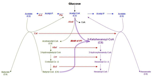 Heterologous bktB 유전자를 과발현한 C. tyrobutyricum ATCC 25755의 central metabolic pathway에서 hexanoic acid를 생산하기 위해 필요한 효소.