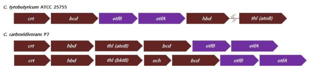 C. tyrobutyricum ATCC 25755과 C. carboxidivorans P7의 acetyl-CoA로부터 butyryl-CoA 합성 경로의 gene cluster를 비교.