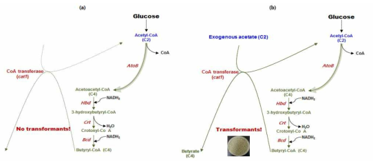 C. carboxidivorans P7의 atoB로 예상되는 유전자를 C. tyrobutyricum ATCC 25755에서 과발현 시 exogenous acetate 첨가에 의한 형질전환체 획득.