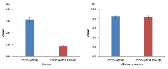 C. carboxidivorans P7의 atoB로 예상되는 유전자를 C. tyrobutyricum ATCC 25755에서 과발현 시 exogenous acetate 첨가에 따른 생장 정도.