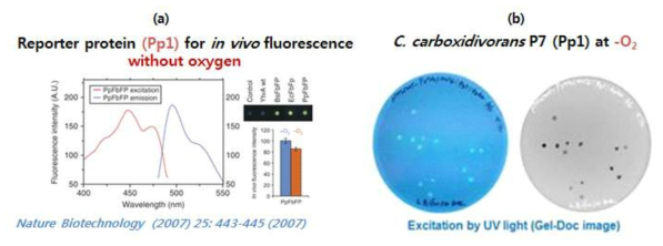 절대 혐기성 상태에서 형광을 측정할 수 있는 GFP (Pp1)를 C. carboxidivorans P7에서 과발현.