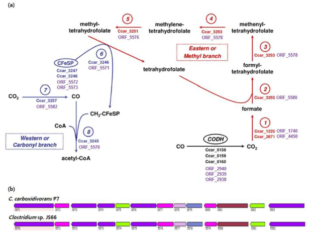 Clostridium sp. JS66과 C. carboxidivorans P7의 Wood-Ljungdahl pathway 핵심 효소 및 gene cluster 비교.