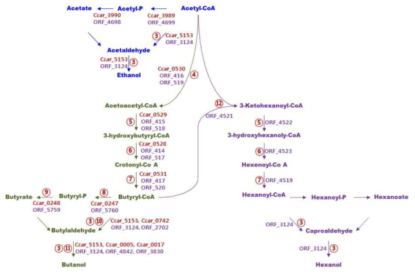 Clostridium sp. JS66과 C. carboxidivorans P7의 acetyl-CoA로부터 VFA 및 solvent 생합성 경로의 핵심효소 비교.