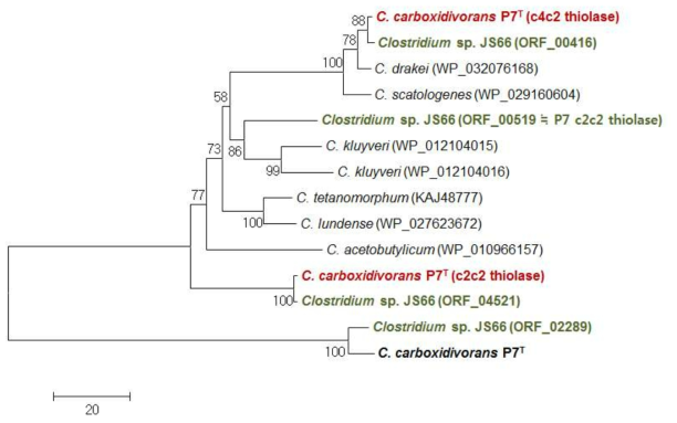 Clostridium 속의 thiolase orthlogs에 대한 계통학적 분석