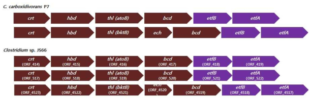 Clostridium sp. JS66과 C. carboxidivorans P7의 acetyl-CoA로부터 chain elongation에 관련된 유전자의 cluster 비교