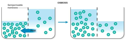 유기산 정제를 위한 삼투압의 원리