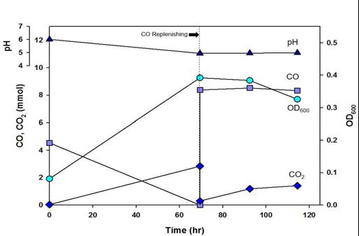 Fed-batch vial culture에서 C. autoethanogenum 의 균주 성장 곡선
