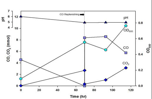 새로운 Vitamin stock solution을 사용시 동일한 조건에서의 C. autoethanogenum 의 성장 곡선