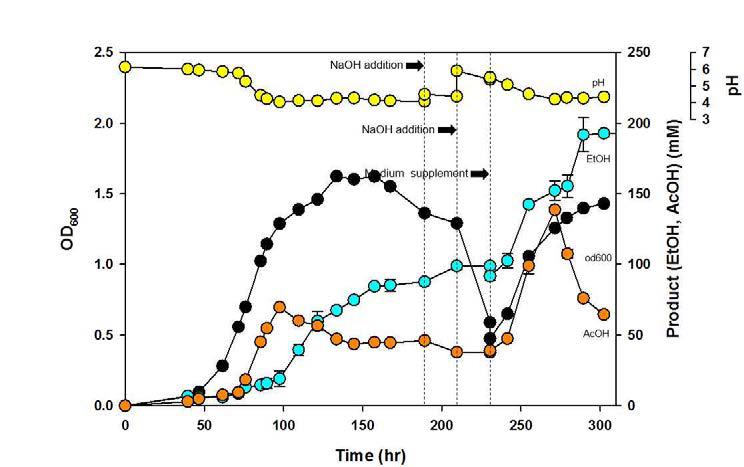 생물반응기 운전을 통한 C. autoethanogenum 의 회분배양 및 간헐적 배양액 교체 운전 그래프. 2 M NaOH 용액을 주입하여 pH 조절