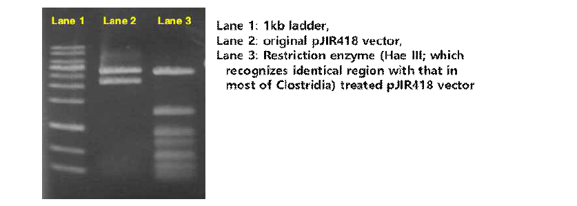 pJIR418 벡터에 제한 효소 HaeIII를 처리한 결과