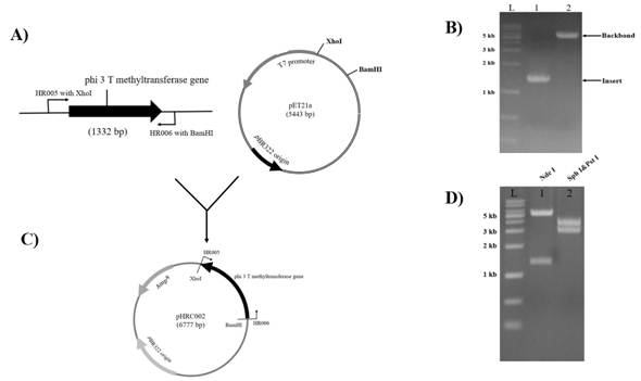 phi3T gene이 삽입된 Clostridium sp. 용 재조합 벡터의 구성과 재조합 여부 확인 결과