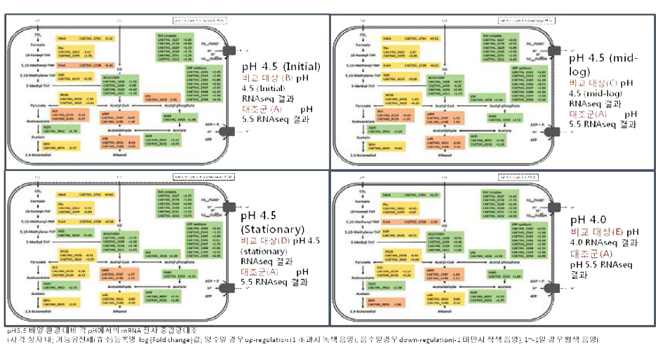 utoethanogenum 균주의 각 배양 환경 변화에 따른 효소별 mRNA 전사 수준 변화 비교