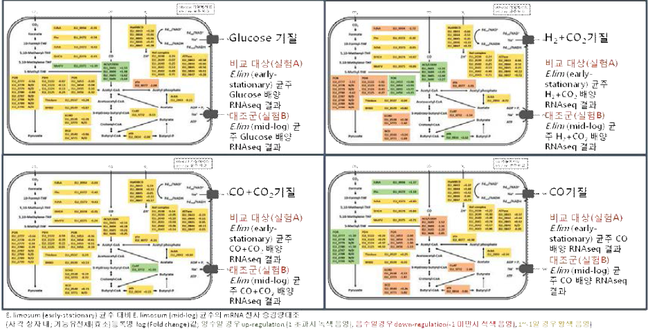 Eubacterium limosum 균주의 각 기질조건 변화에 따른 효소별 mRNA 전사 수준 변화 비교