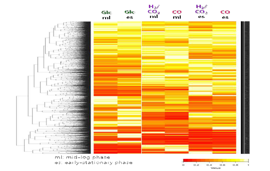 E. limosum 균주의 3가지 기질조건 2가지 생장 시기에서의 전사체 발현 heat-map