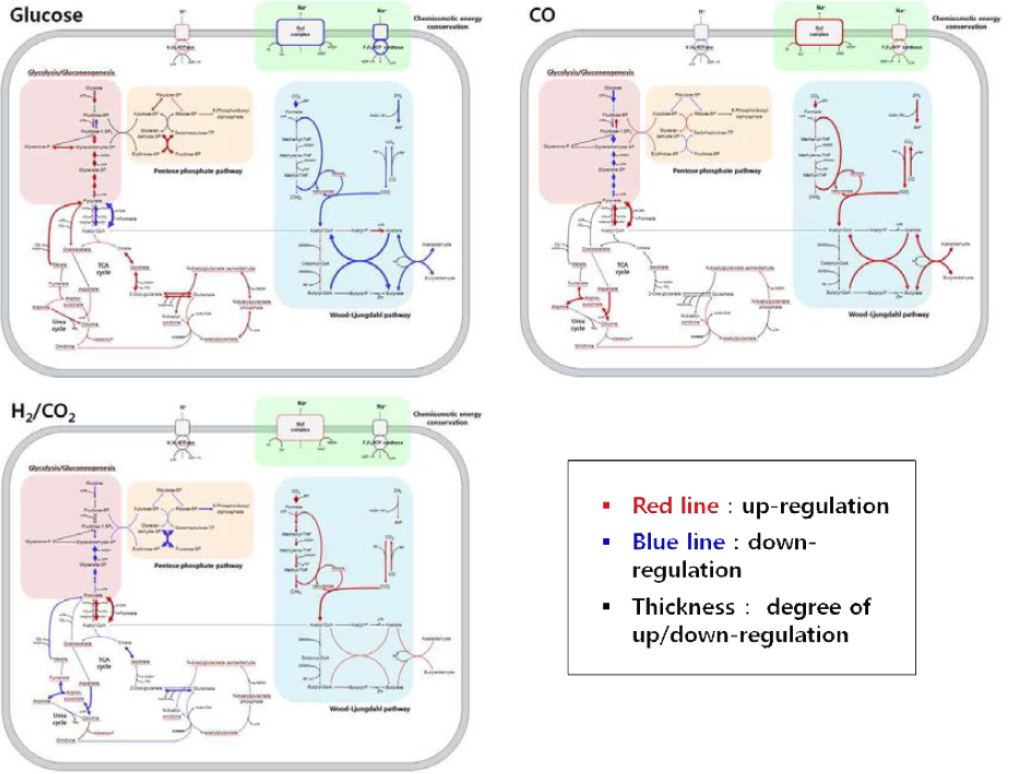 E. limosum 균주의 각 기질별 전사체 조절 데이터 기반 carbon & energy metabolism 에서의 metabolic flux