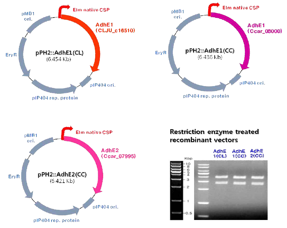 AdhE 발현 유전자 도입용 E. limosum 균주 맞춤형 shuttle & expression 벡터 디자인 및 완성된 벡터의 유전적 확인