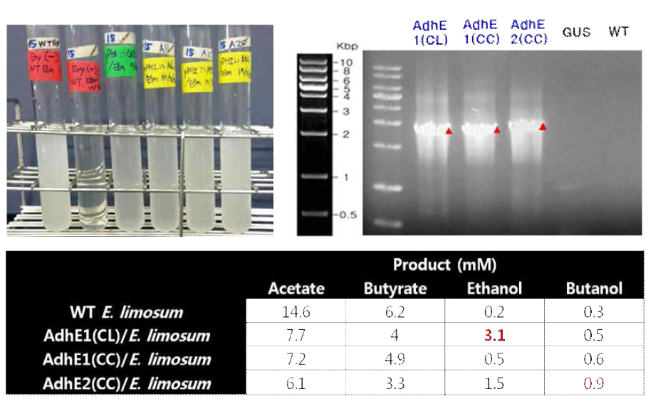 AdhE 발현 유전자가 도입된 형질전환 E. limosum 균주와 생산물 profiling 결과
