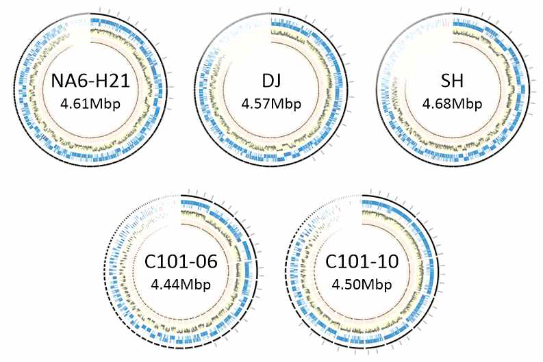 분리 균주 다섯 종의 원형 유전체 지도