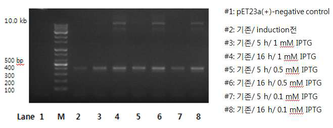 PCR result for plasmid stability test