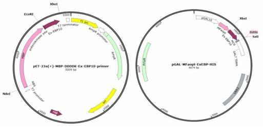 The expression vector map for E. coli (left) and S. cerevisiae (right).