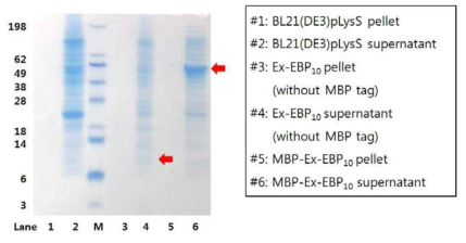 Expression and detection of MBP-ExEBP10