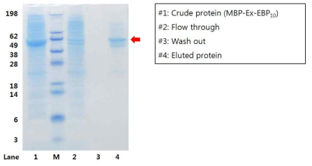 MBP-ExEBP10 Purification by maltose binding column