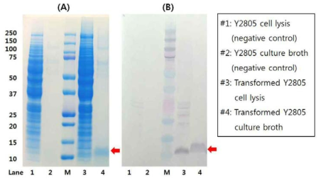 Expression of Ex-EBP10 by (A) SDS-PAGE and (B) Western blot