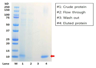 Purification of His-tagged Ex-EBP10 by Ni-NTA column