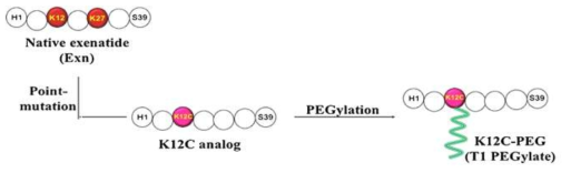 Residue-specific PEGylation pathway of point-mutated exenatide (K12C)