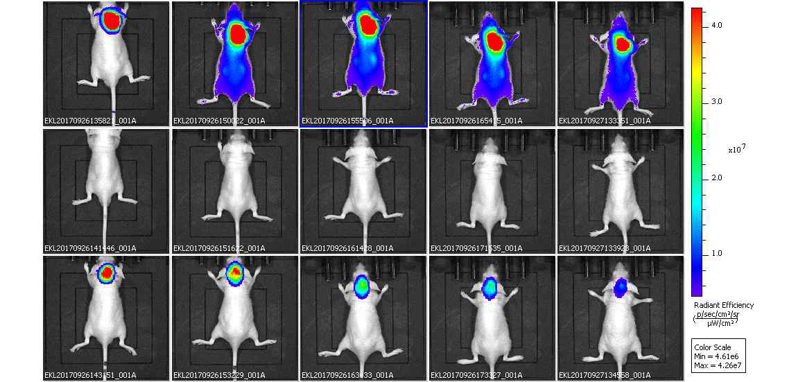 Fluorescence biodistribution in nude mouse.