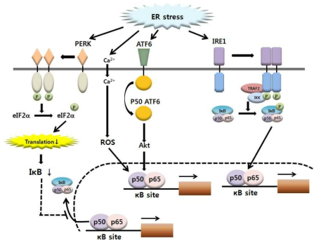 ER stress에 의한 NF-κB 활성화.