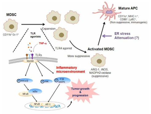 TLR/Myd88 신호 전달 및 염증에 의한 MDSC의 면역억제 환경 조성.