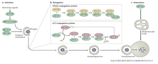 Autophagy 활성화 경로 및 관련 단백질.