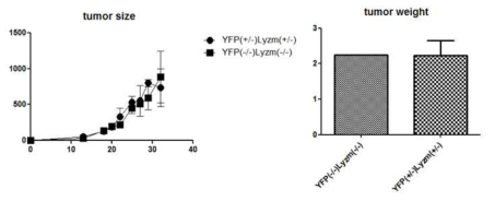 LysM-Cre x Rosa26-YFP 마우스에서의 tumor growth