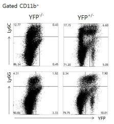 종양을 이식한 LysM-Cre x Rosa26-YFP 마우스 비장 세포에서 YFP를 발현하는 CD11b+ 세포 분석