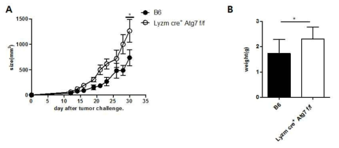 MDSC 특이적인 autophagy 결손이 TC-1의 성장에 미치는 영향 분석