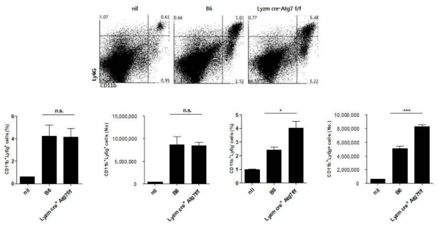 LysM 특이적인 Atg7 결핍 마우스 비장에 존재하는 MDSC 분석