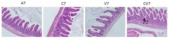 마우스의 소장 병리학적 소견