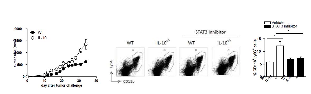 IL-10KO 마우스에서 종양성장 및 MDSC 분석