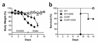 CCR7 knockout 마우스에서 DSS-induced colitis