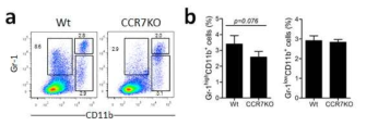 CCR7KO 마우스에서 MDSC 분석