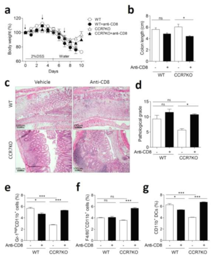 CD8 depletion에 의한 CCR7 결손 마우스의 대장염 악화