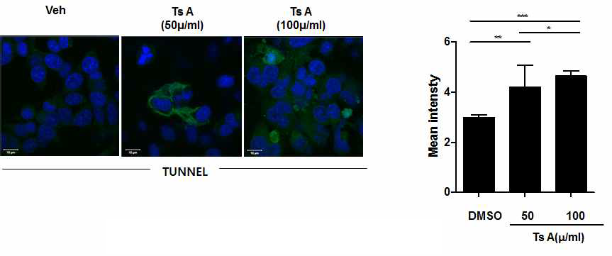 세포주에서 Ts A 투여에 따른 apoptosis 확인