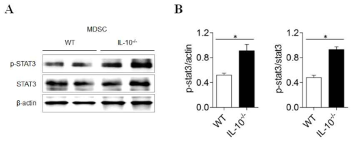 MDSC에서 STAT3의 발현 확인