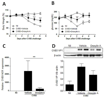 Oroxylin A에 의한 항바이러스 활성 확인