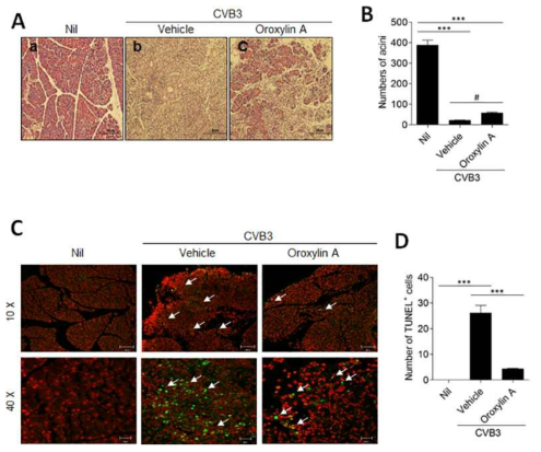 Oroxylin A 투여에 의한 췌장조직 완화 및 세포사멸 감소 확인