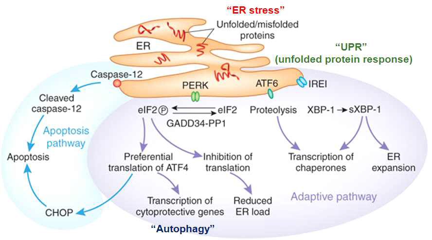 ER stress에 의한 UPR 반응 및 autophagy 활성화.