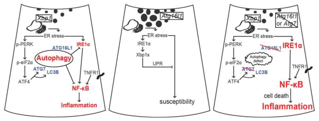 XBP1 결손에 의한 autphagy 활성화 및 염증 조절 작용.