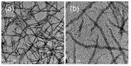 P3HT 나노와이어의 TEM 이미지 (a) 20000배, (b) 50000배